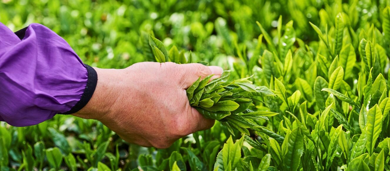 Feuilles de thé vert pour la production de matcha