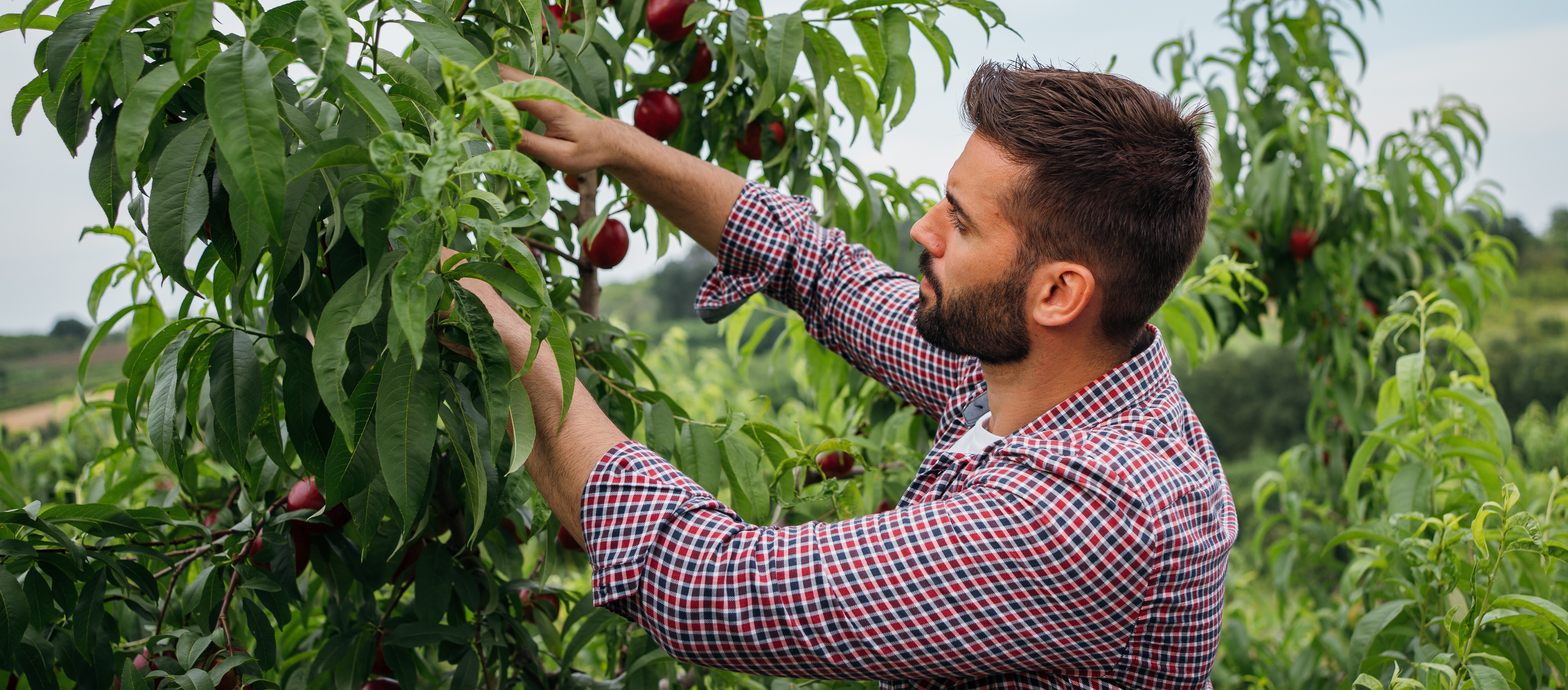 Un productor agrícola inspecciona nectarinas en un huerto durante la cosecha.