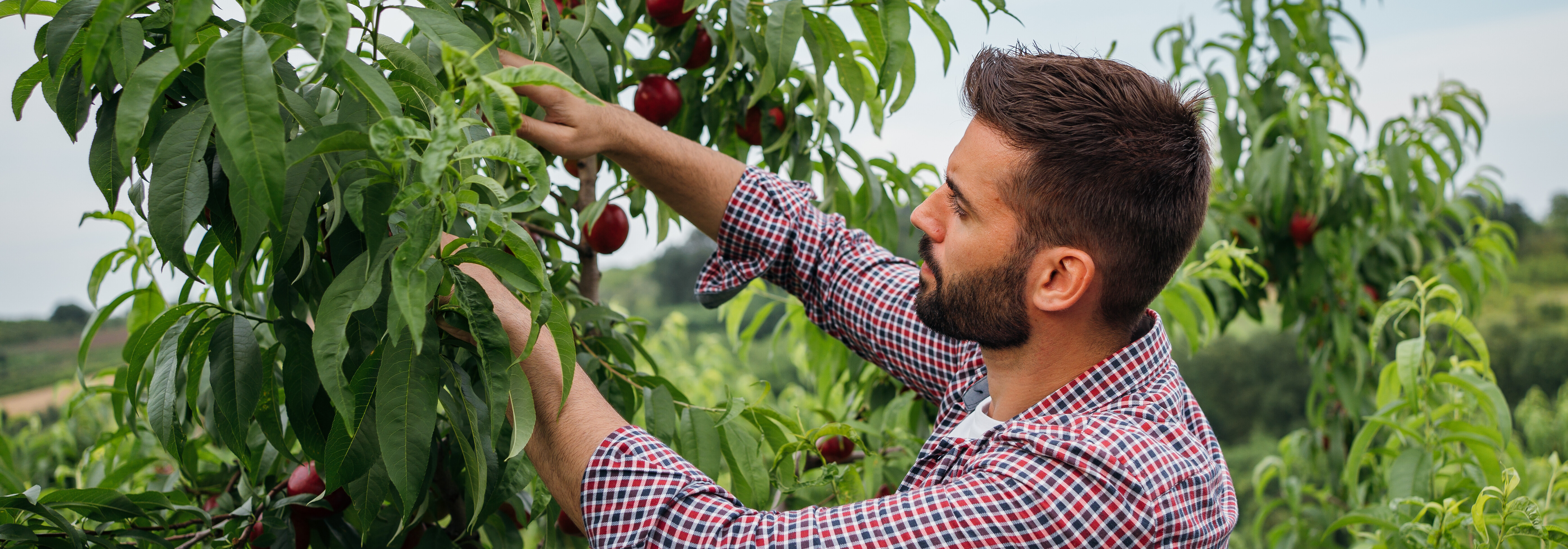 Un productor agrícola inspecciona nectarinas en un huerto durante la cosecha.