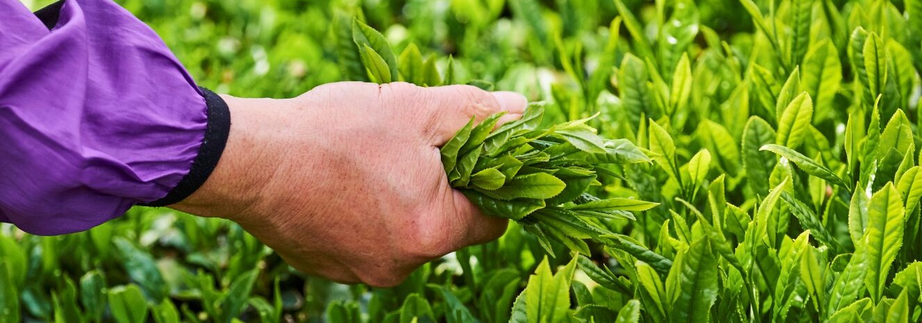 Green tea leafs for matcha production