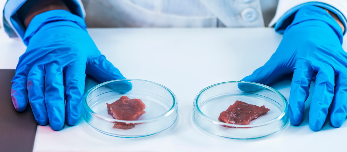 Produzione di carne in laboratorio