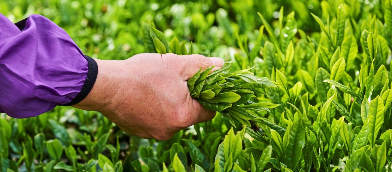Hojas de té verde para la producción de matcha